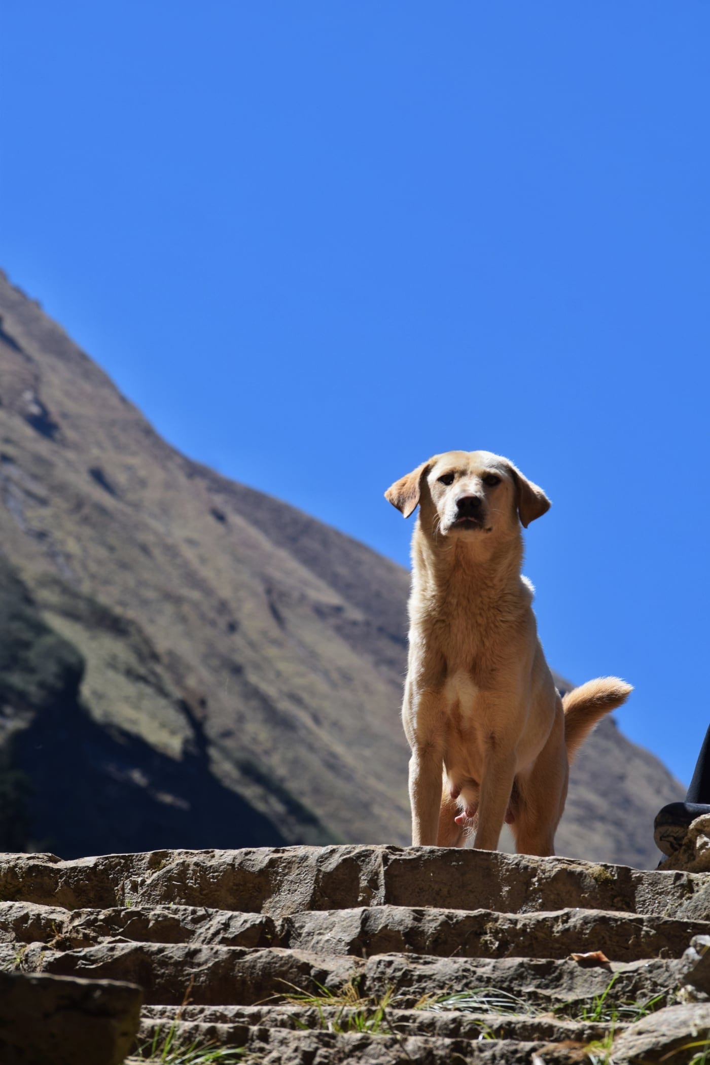 A dog that followed the group along the trail